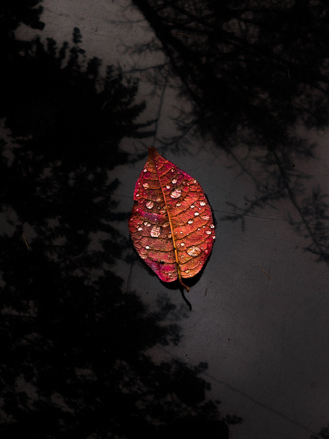 Photo #14112541