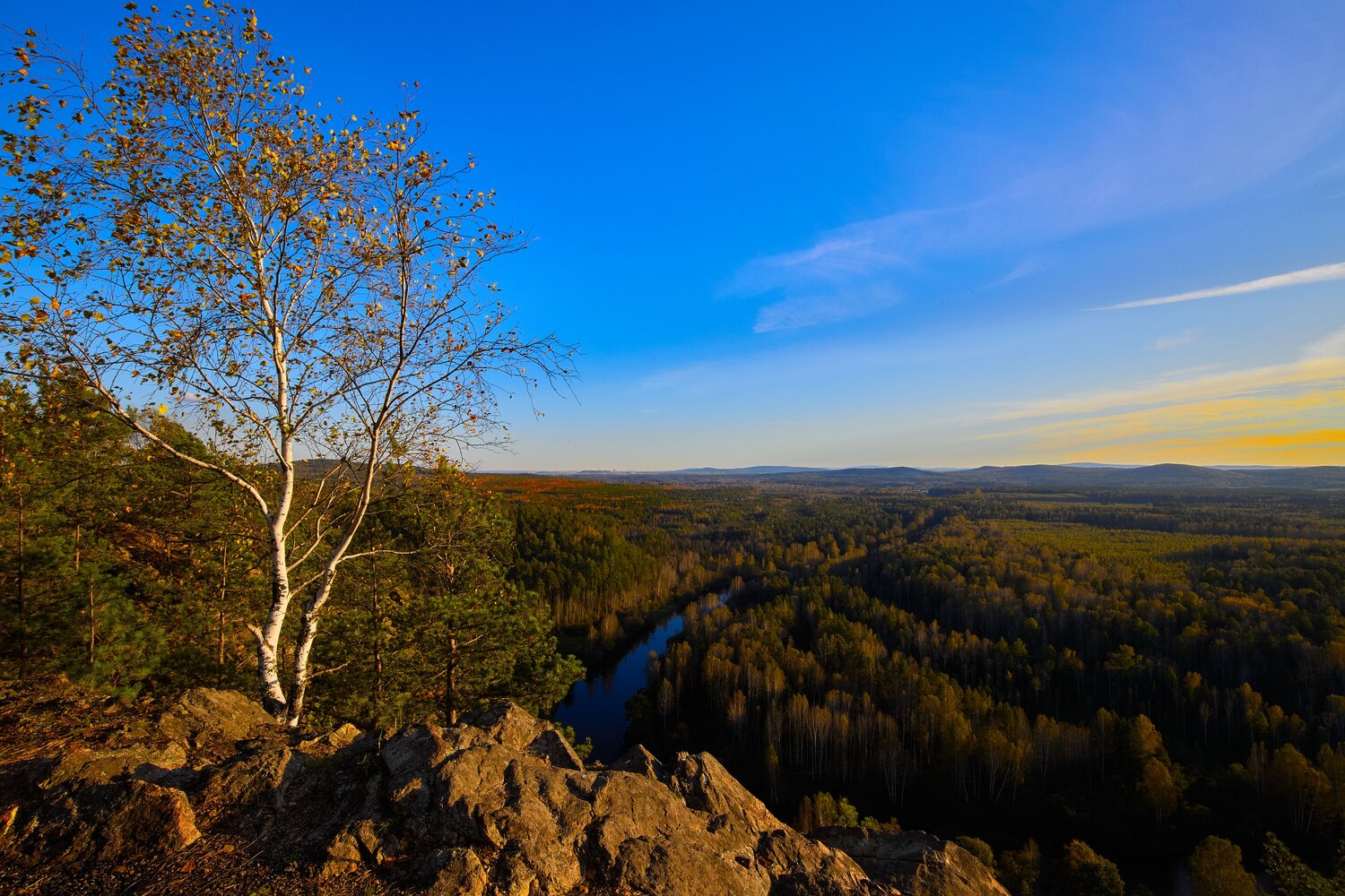 Осенняя берёзка.