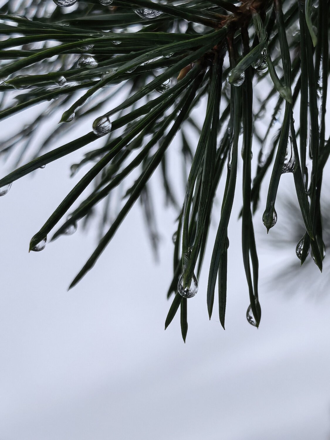 Photo #14112674
