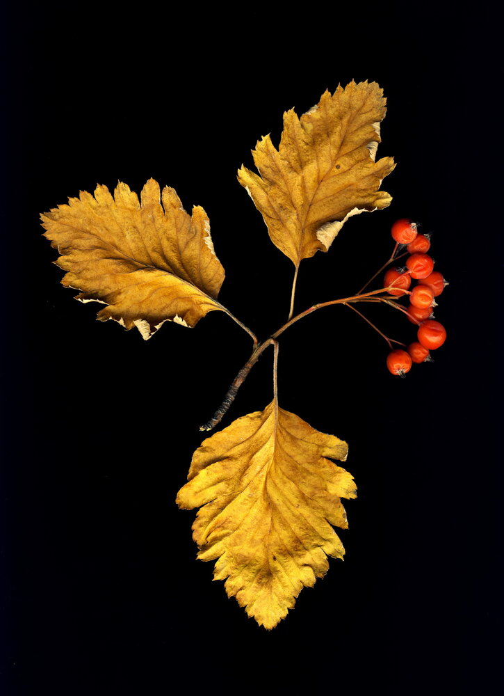 Photograph by Александр Челмодеев