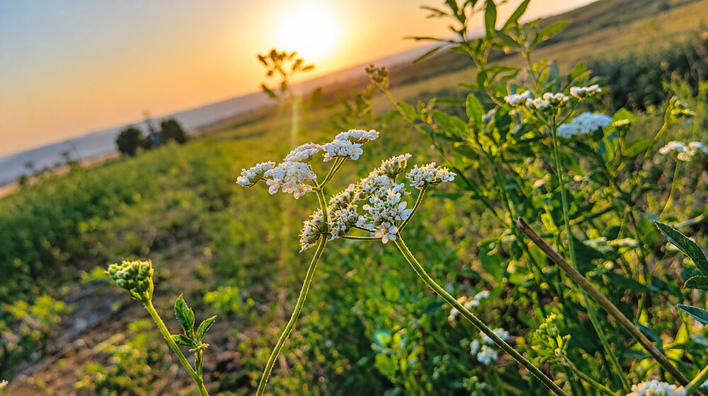white flowers