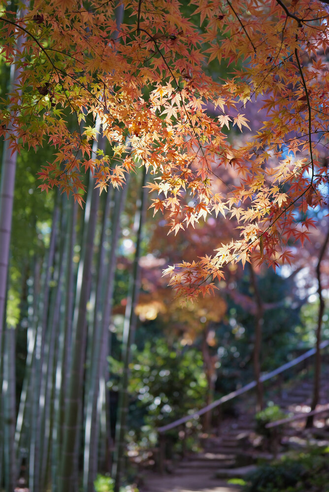 An Autumn Path