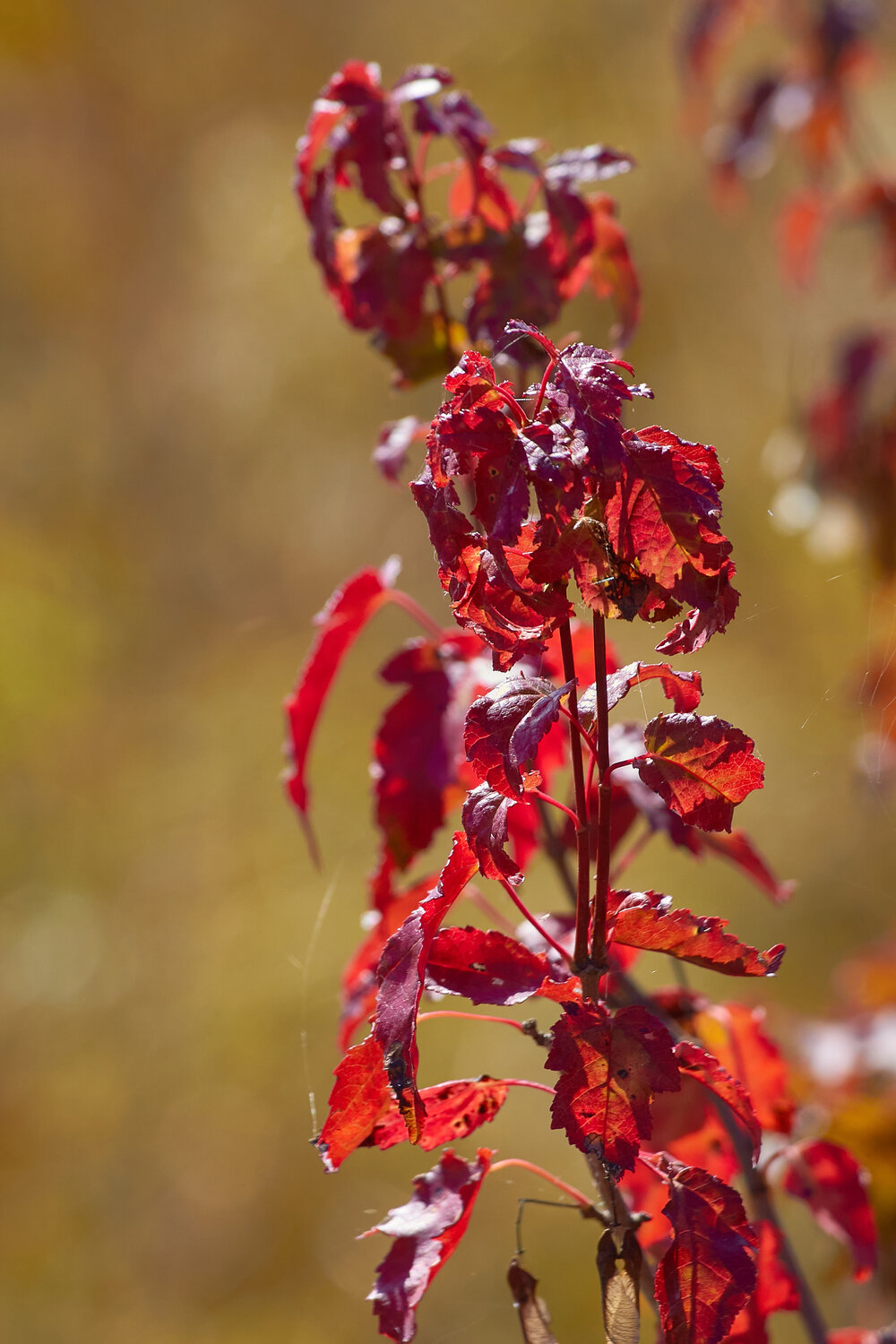 Photo #14112814