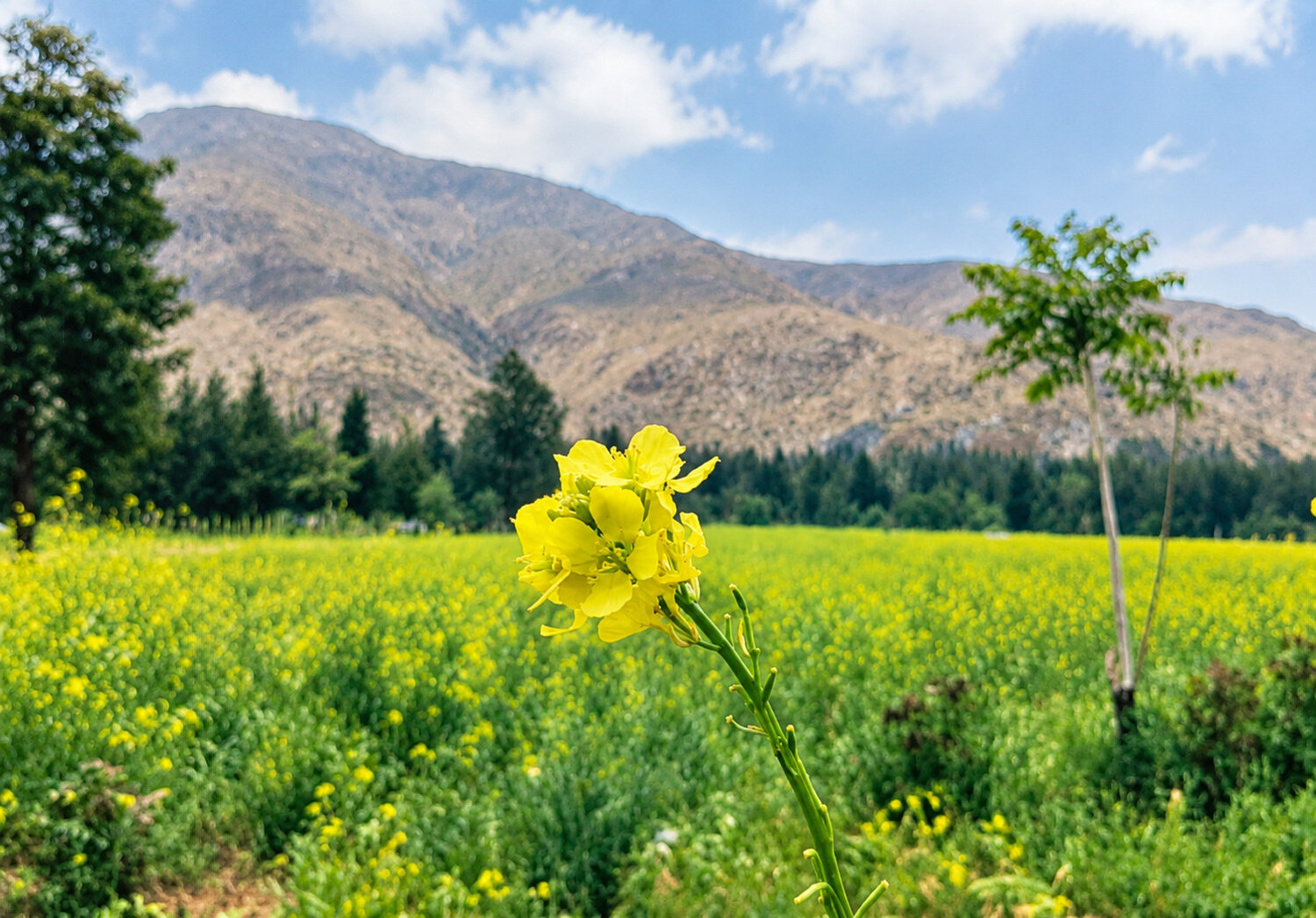 yellow flower