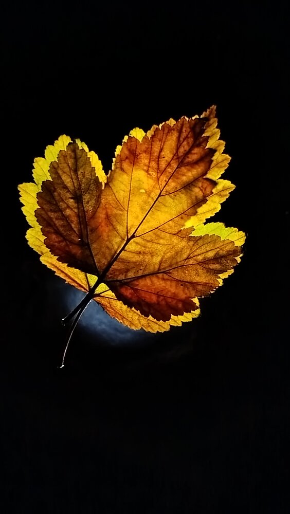 Photograph by Дубровина Марина