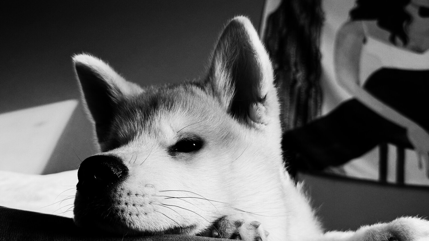 Photo #14112961