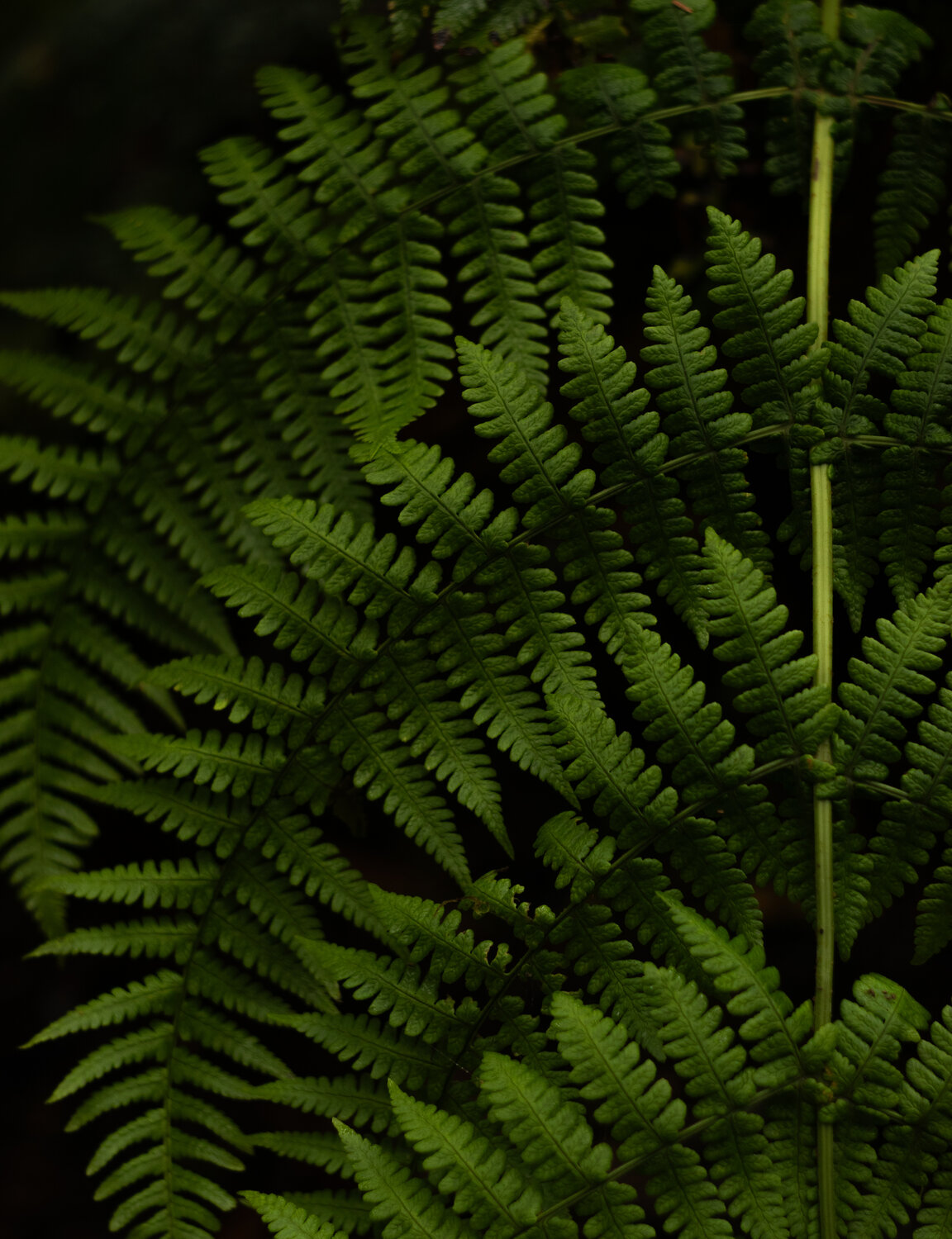 Helecho fractal