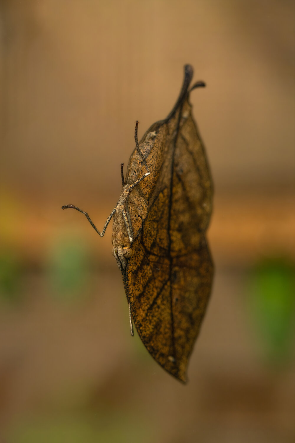 Photo #14113076