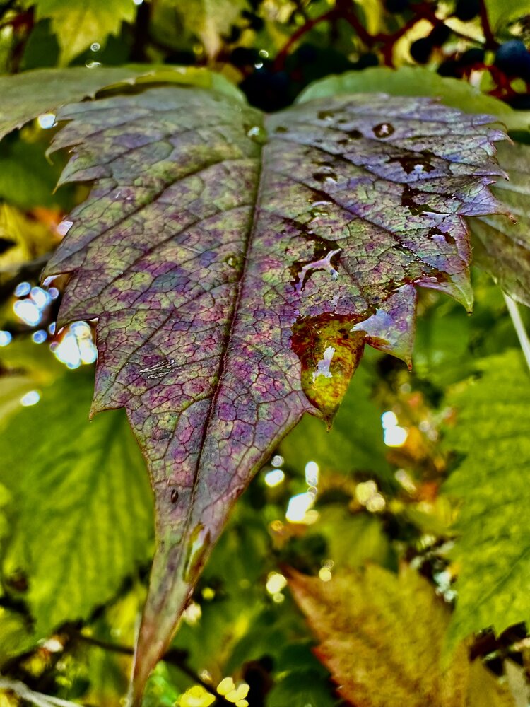 Photograph by Алексей Гридасов