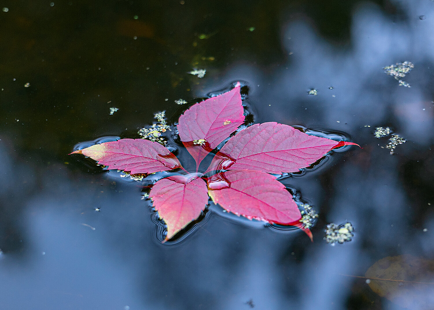 Photo #14113354