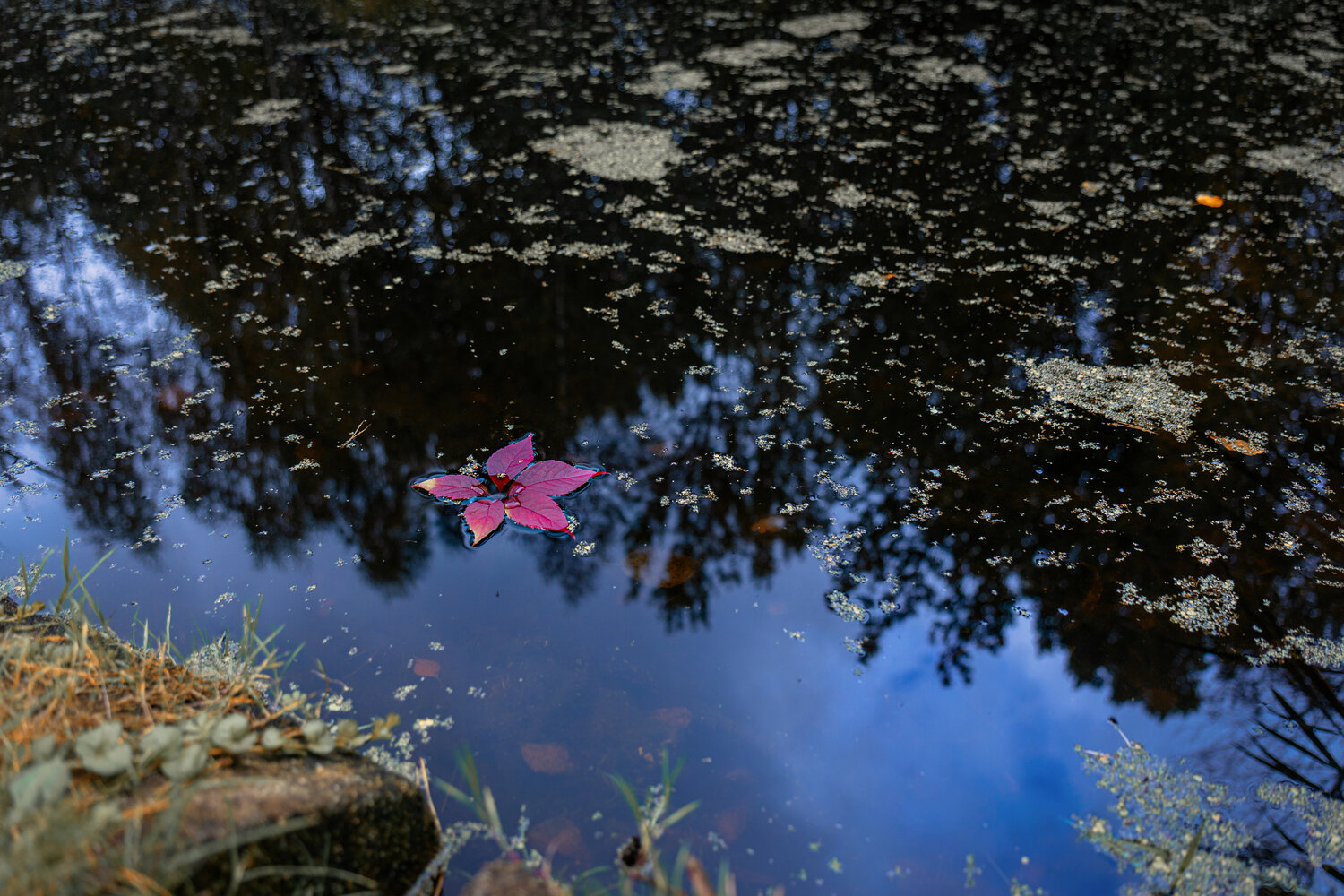 Photo #14113355