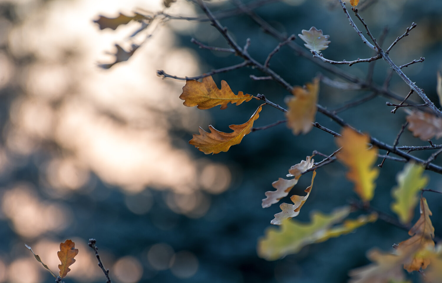 Photo #14113527
