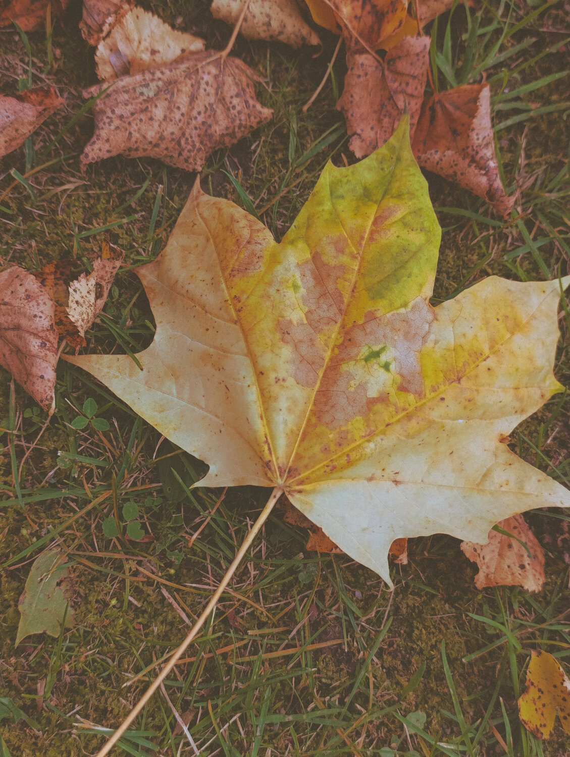 Photo #14113547