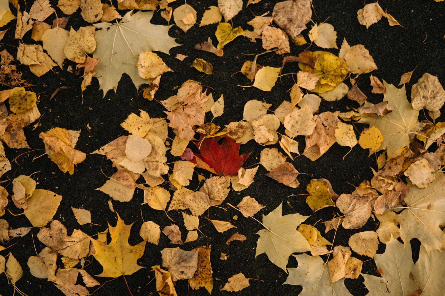 Photo #14113634