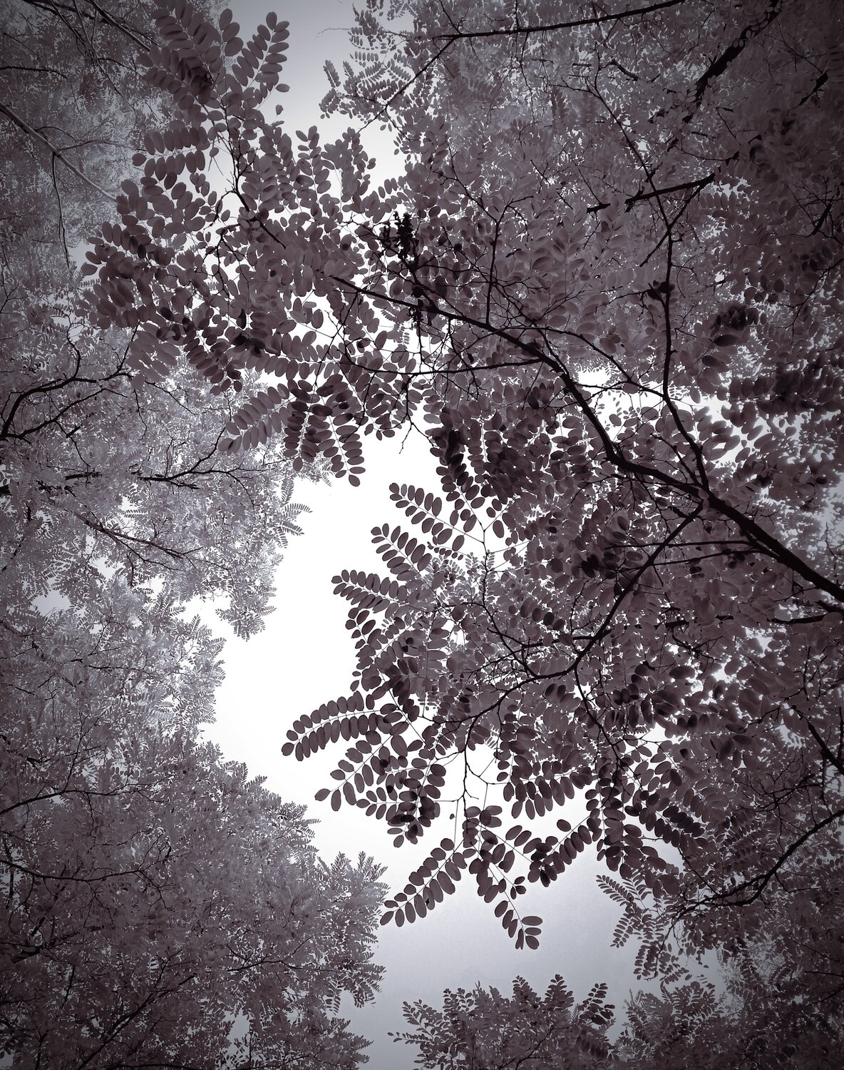 Photo #14114054