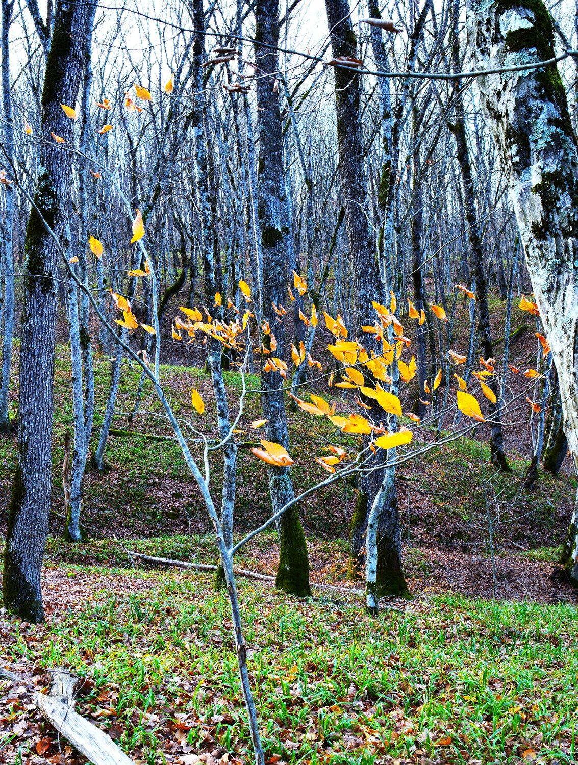 Photo #14114097