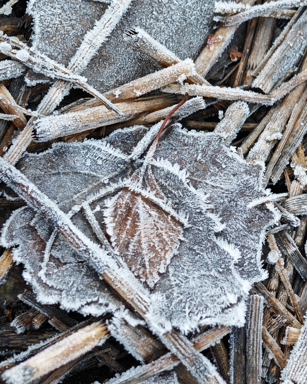 Photo #14114252