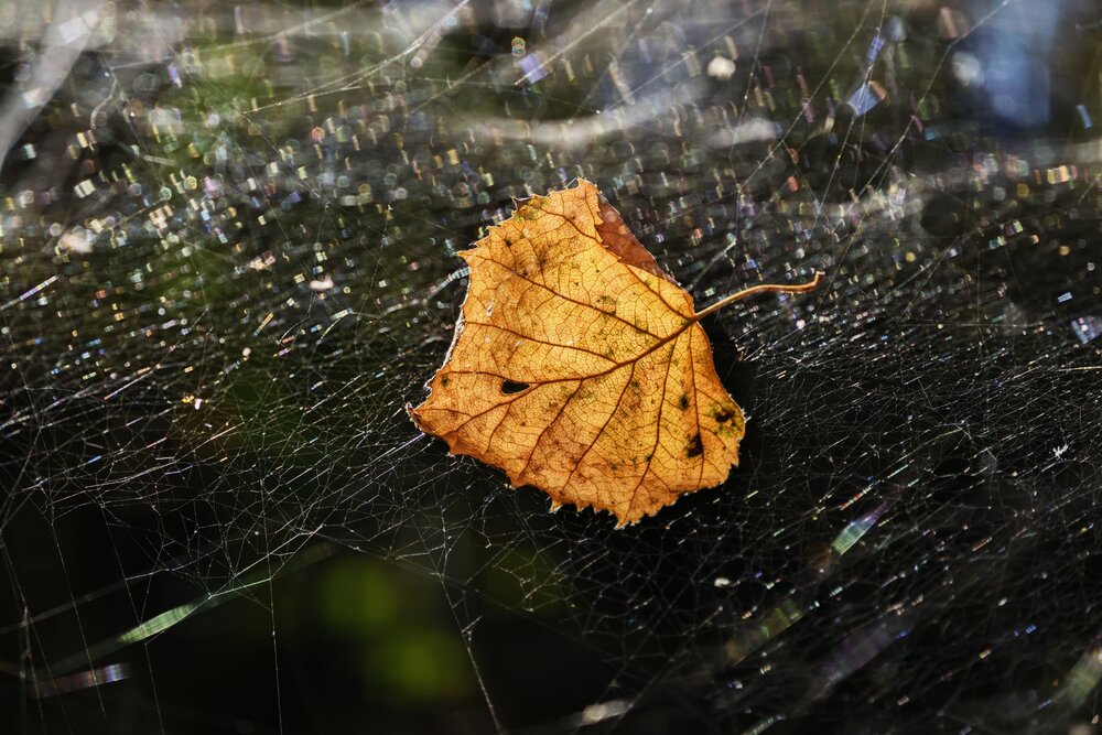 Photograph by Сергей Горбунов