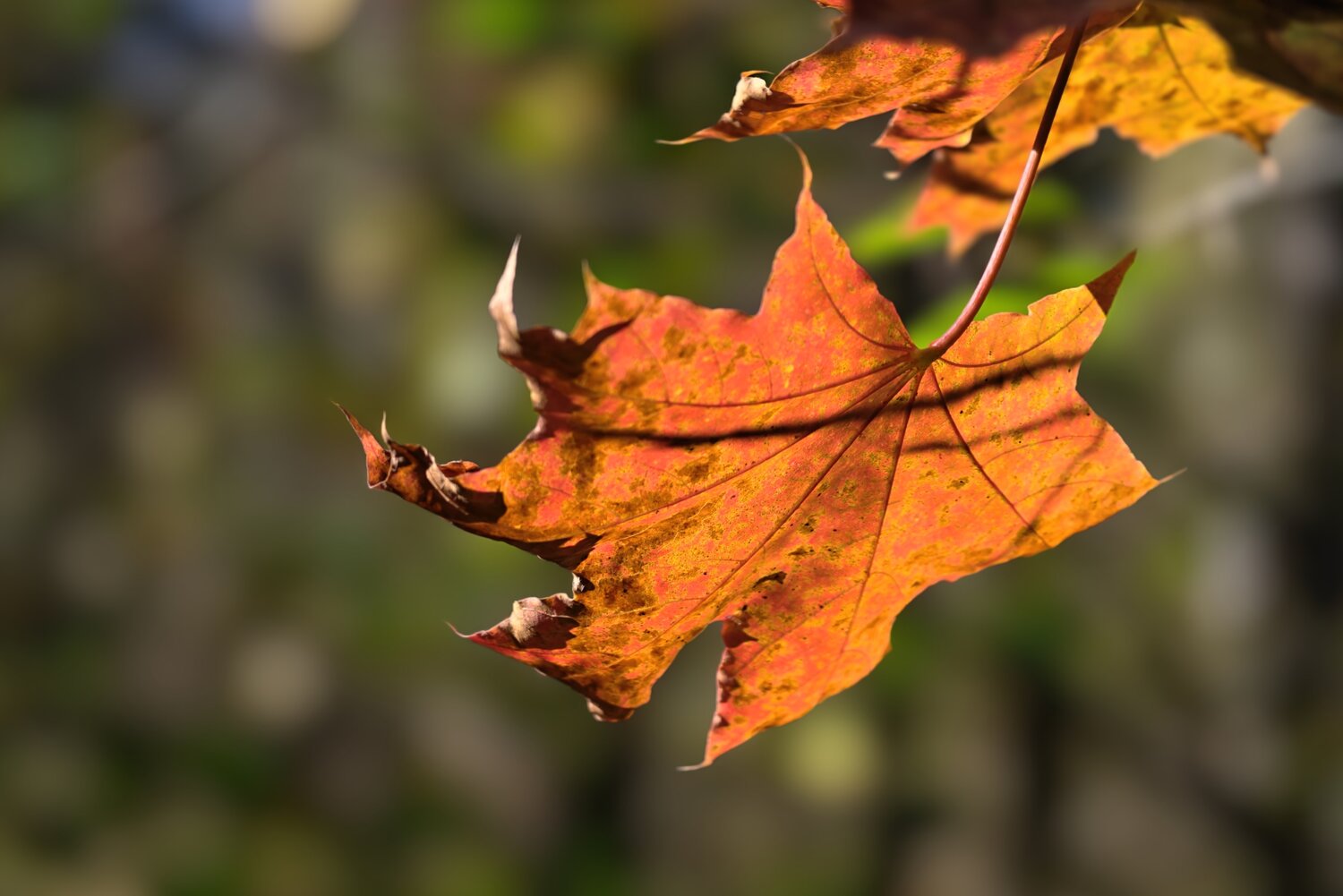 Photo #14114342