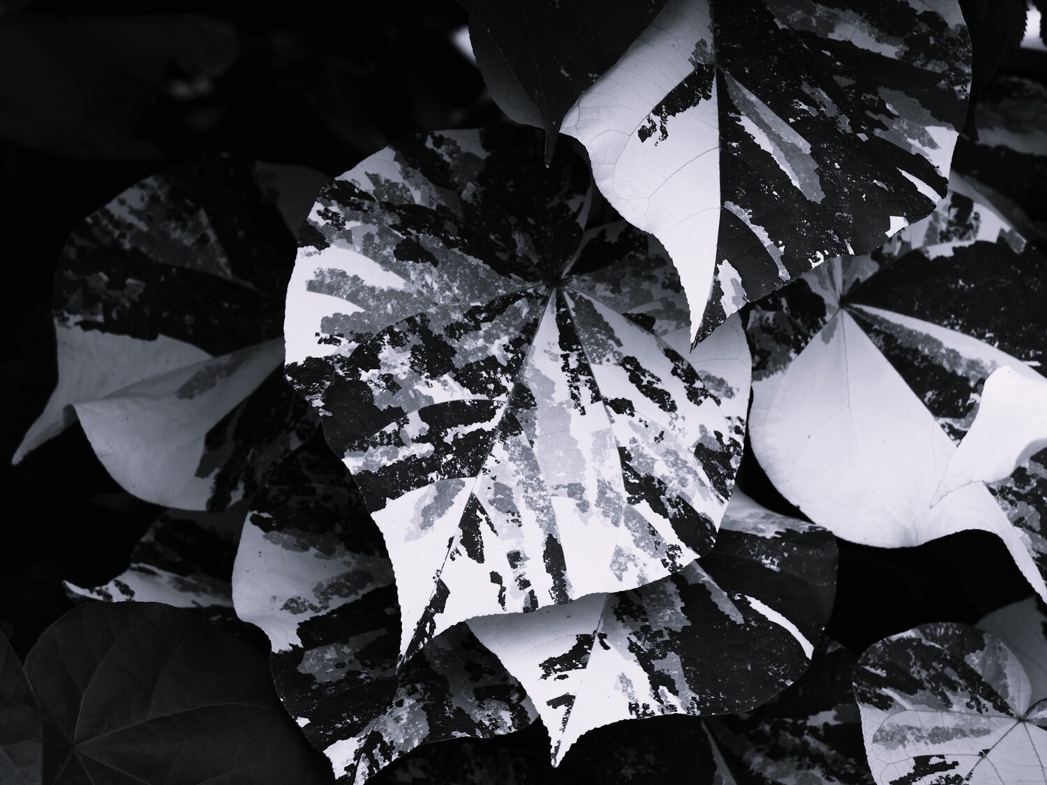 Photo #14114426