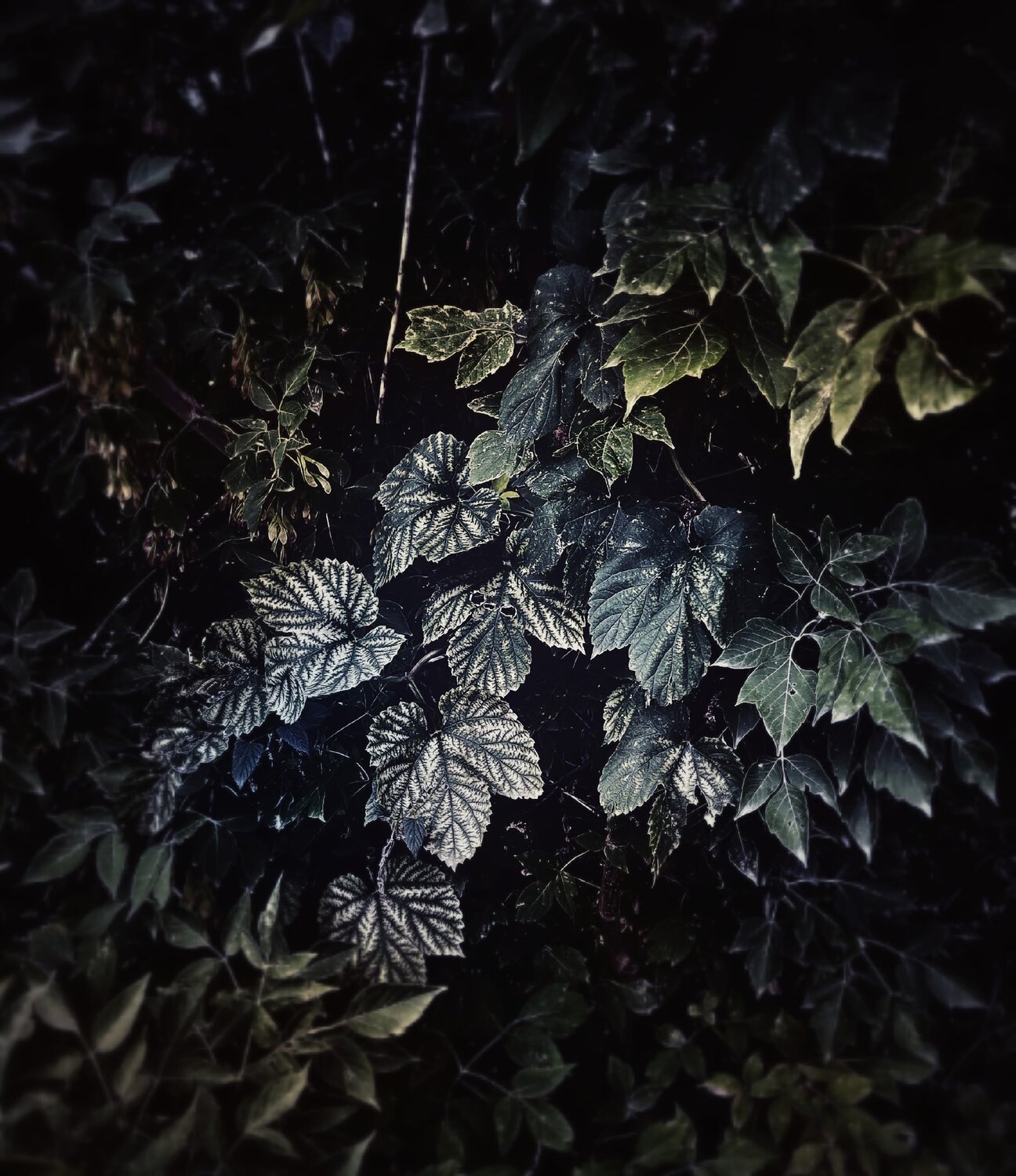 Photo #14114533