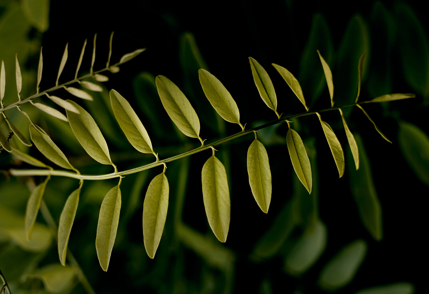 Photo #14114642
