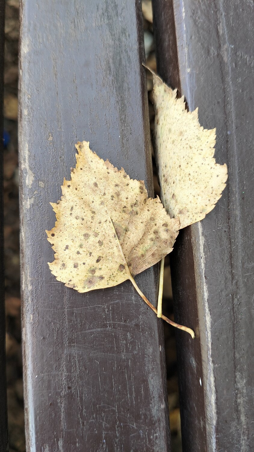 Photo #14114653