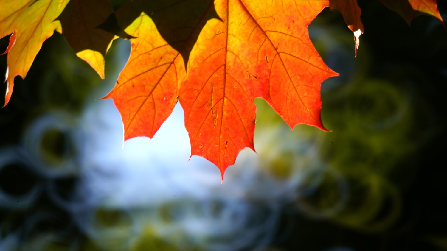 Photo #14114664