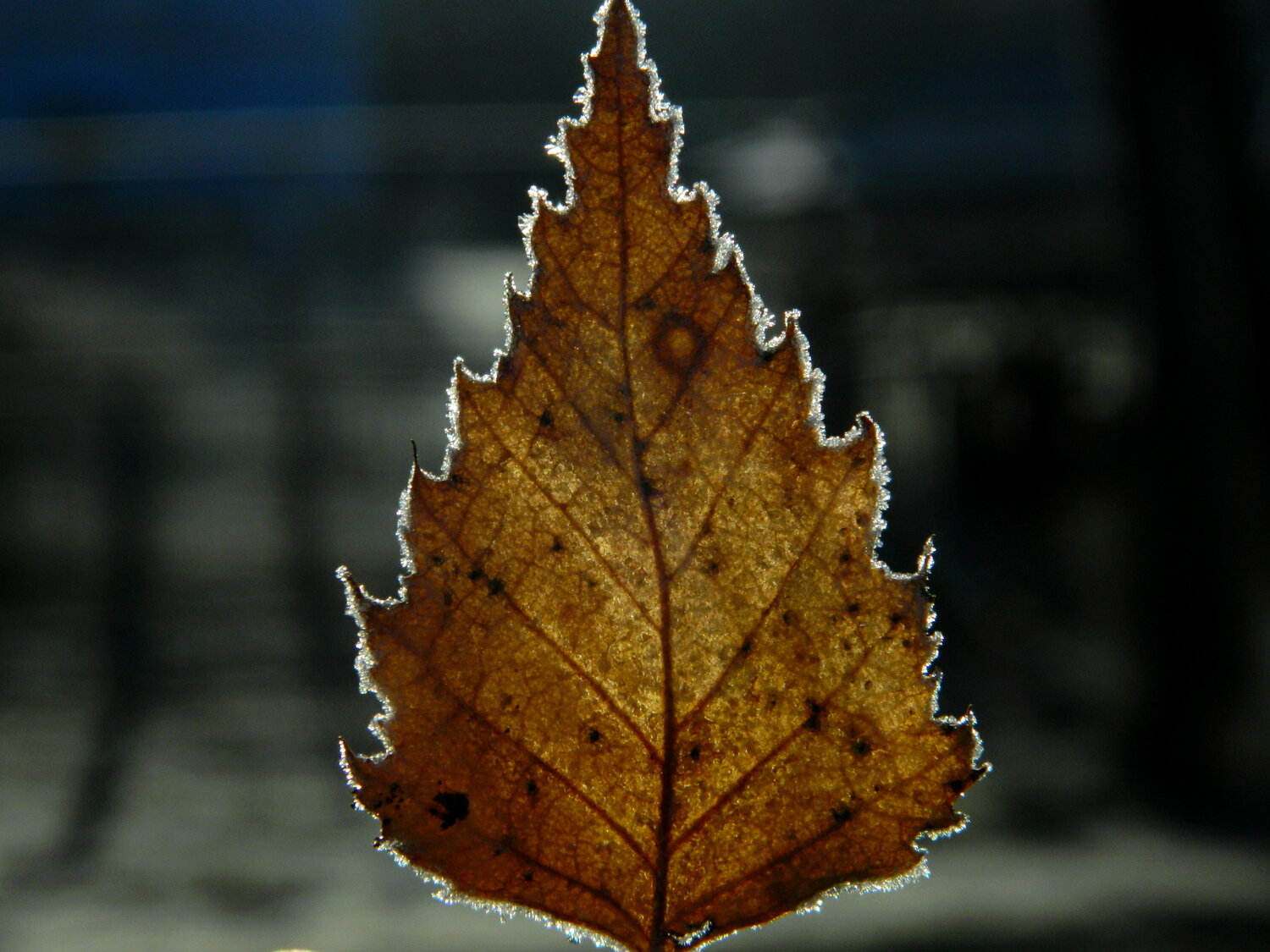Photo #14114857