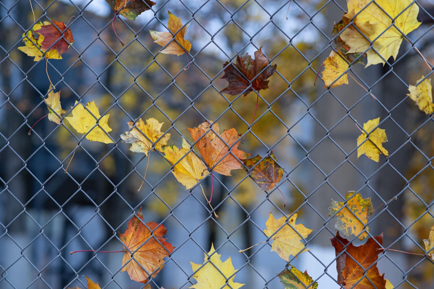 Photo #14114885