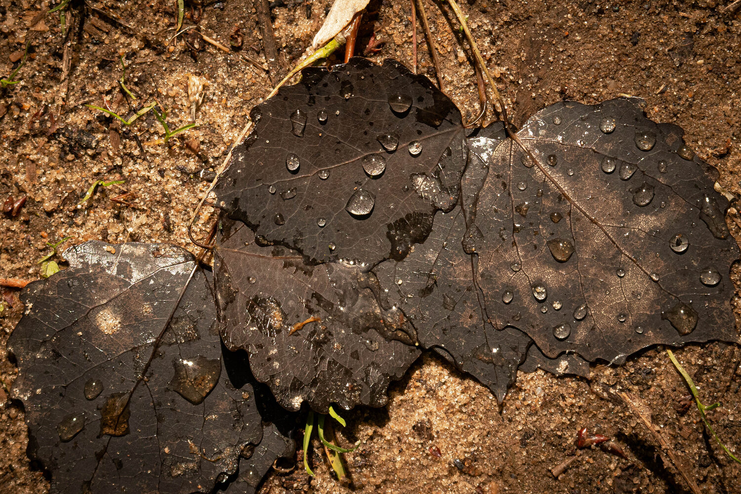 Photo #14114984