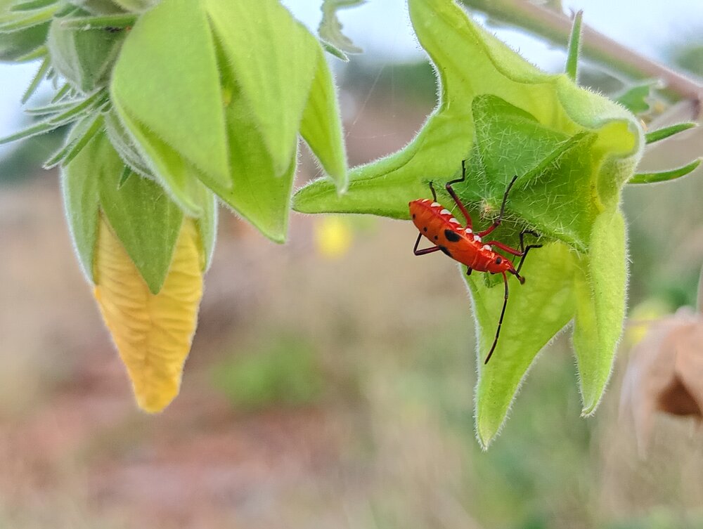 Crimson on Green