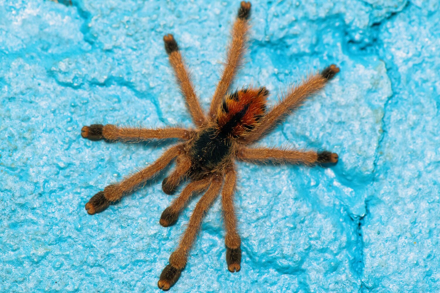 A Tarantula Against Turquoise