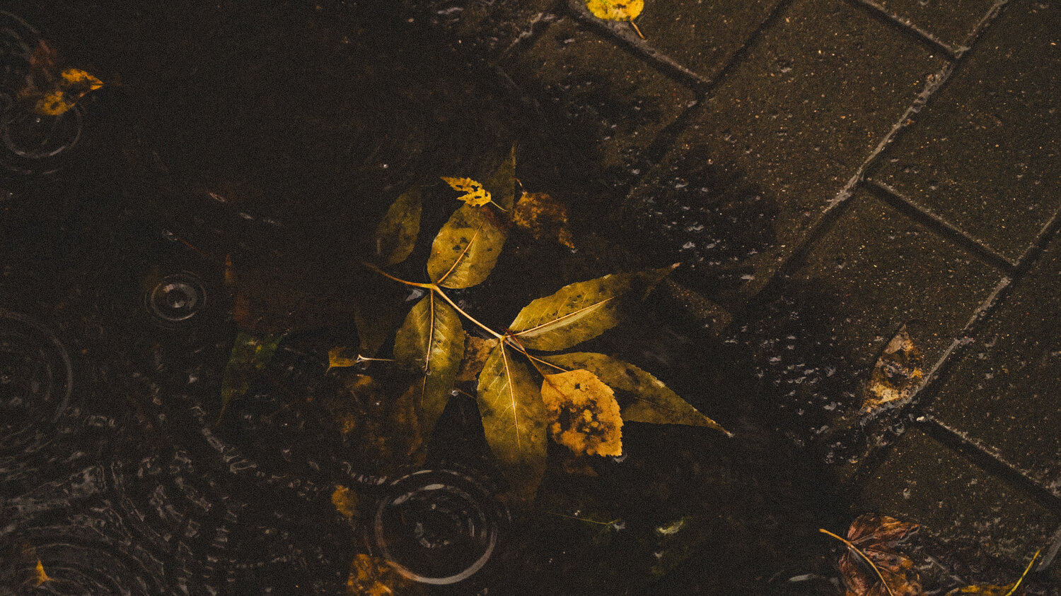 Photo #14115126
