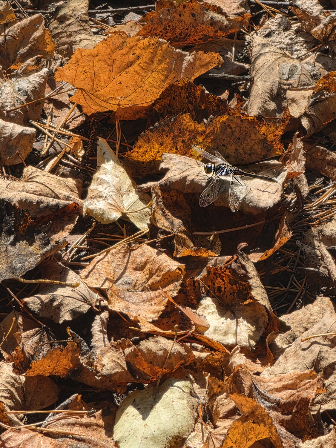 Photo #14115402