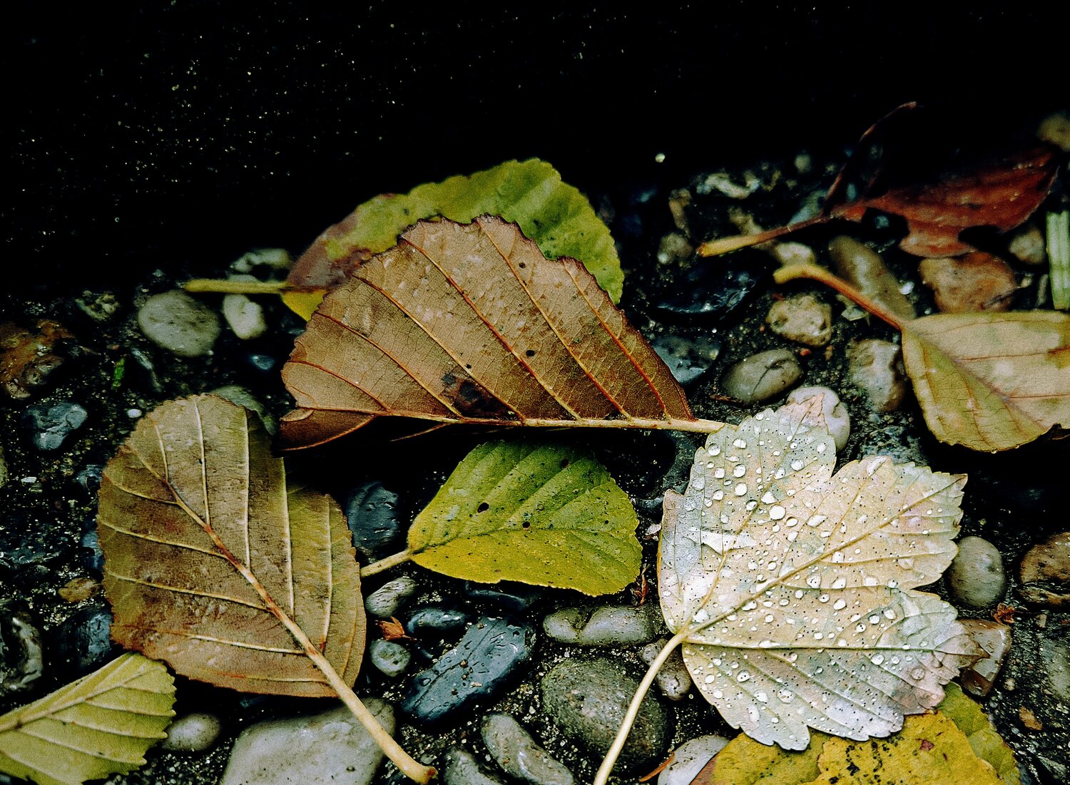Photo #14115443