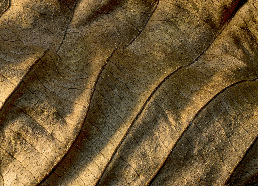 Photograph by Boris Bekelman