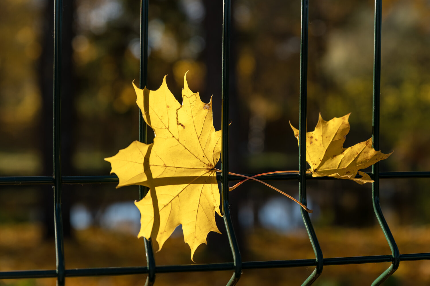 Photo #14115568