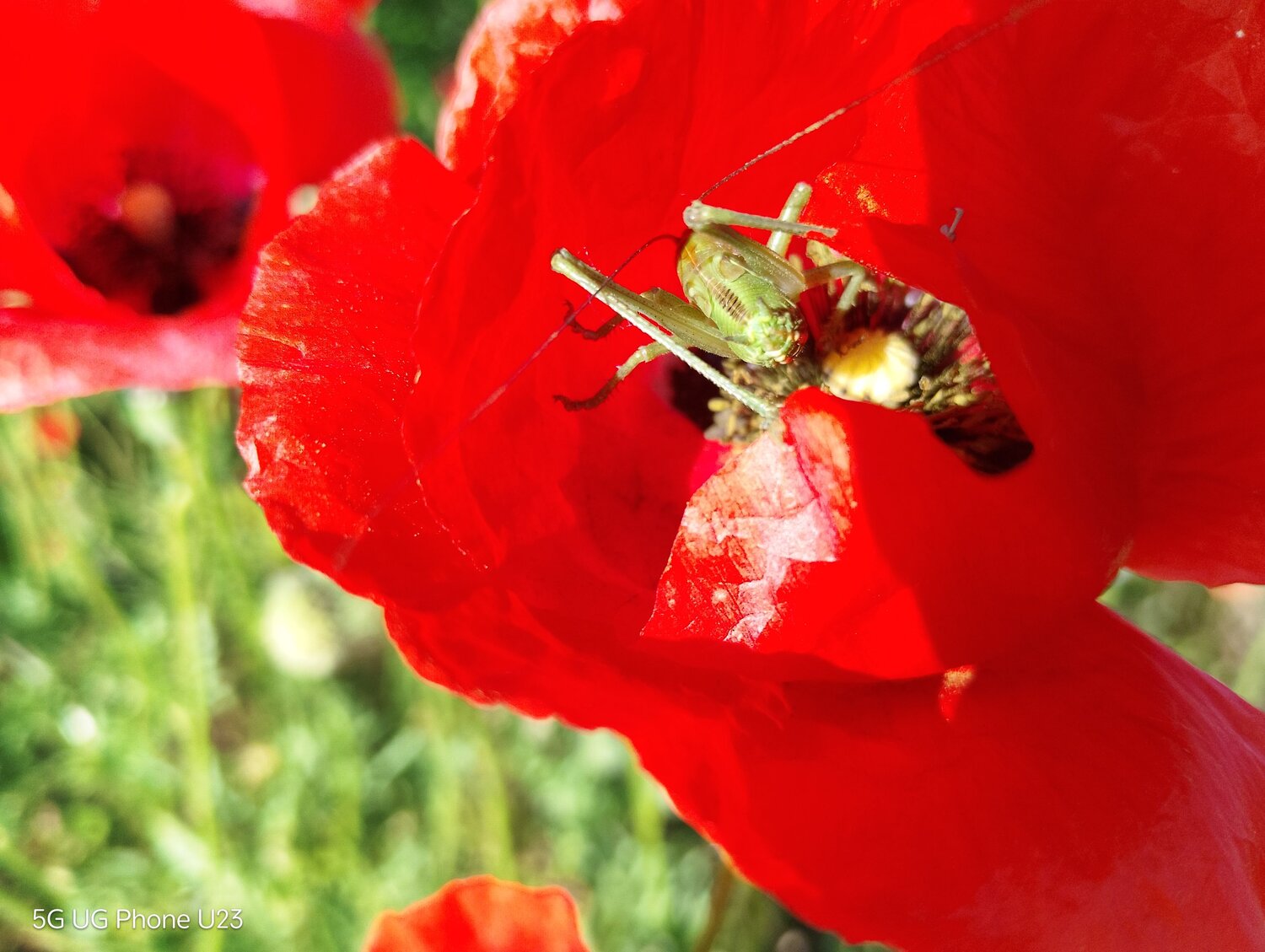 Life Inside a Poppy Life Inside a Poppy