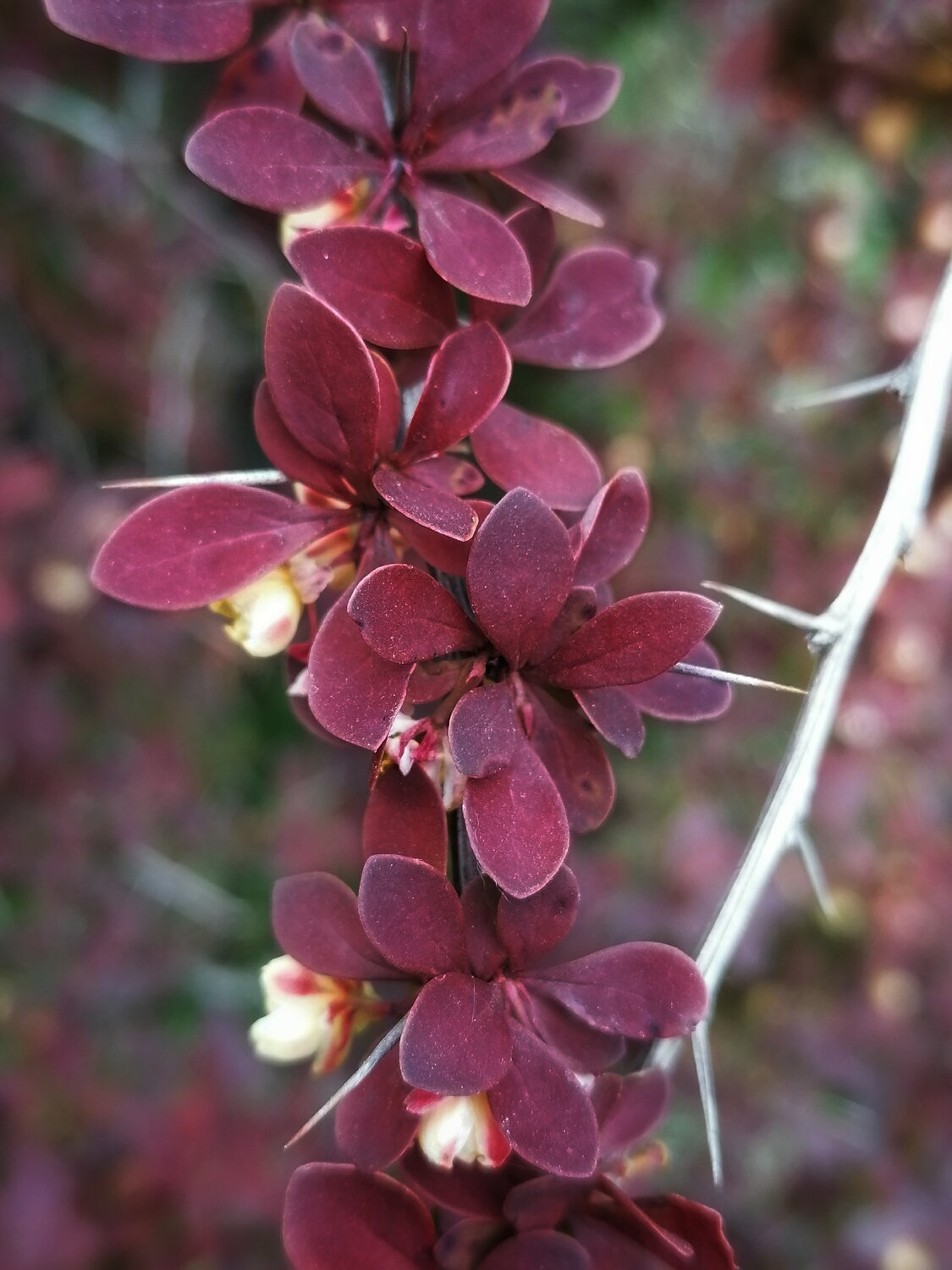 Photo #14115685