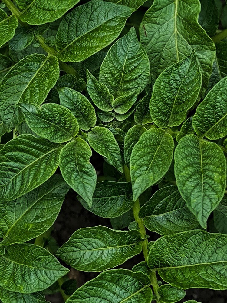Photograph by Елена Чуб