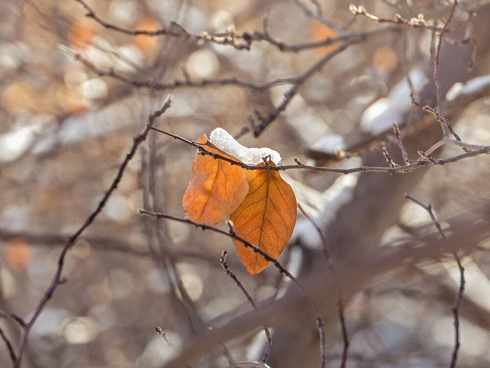 Photograph by Davoud Naeimi