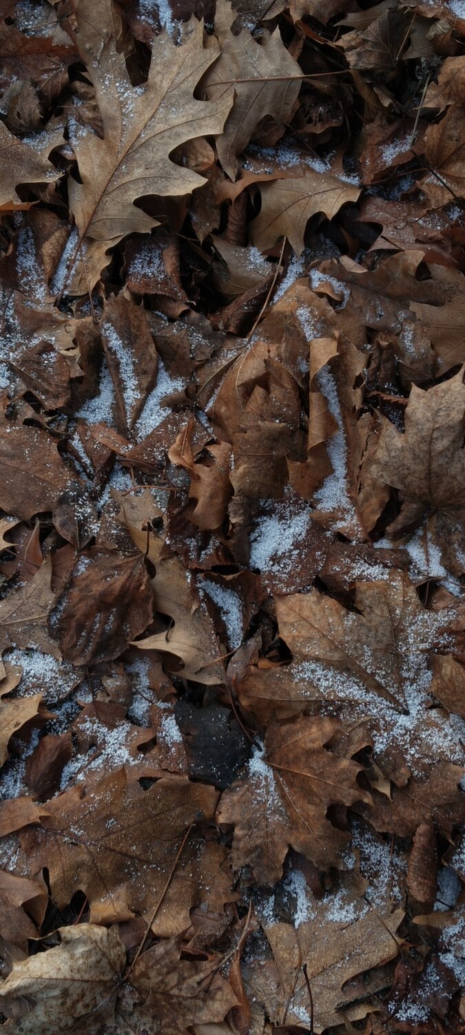 Photo #14115839