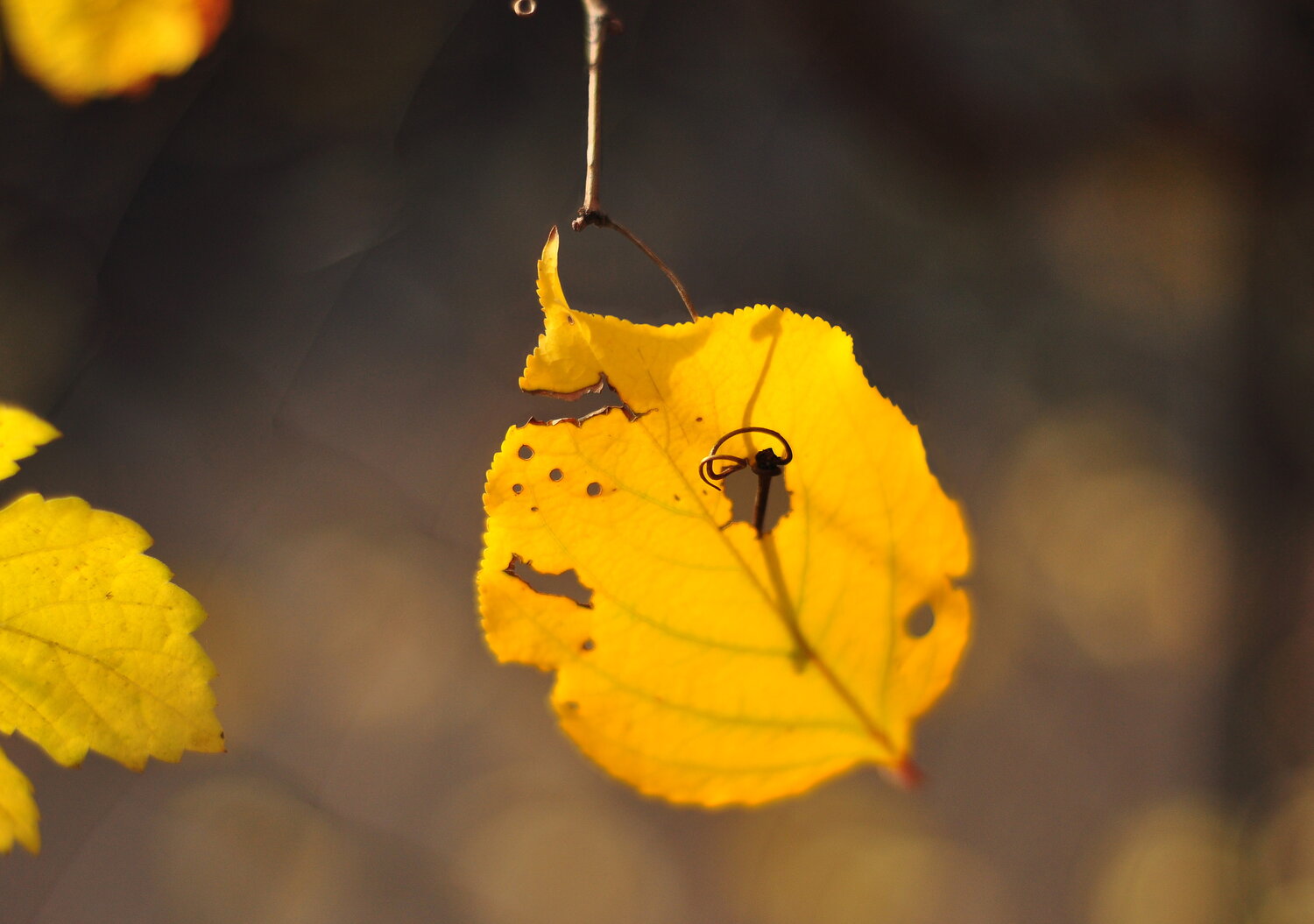 Photo #14115868