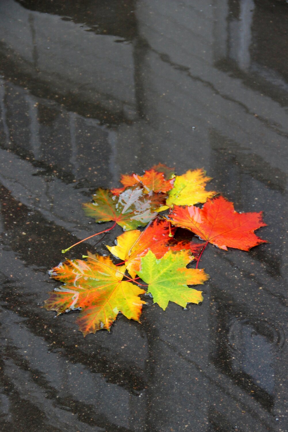 Photo #14116102
