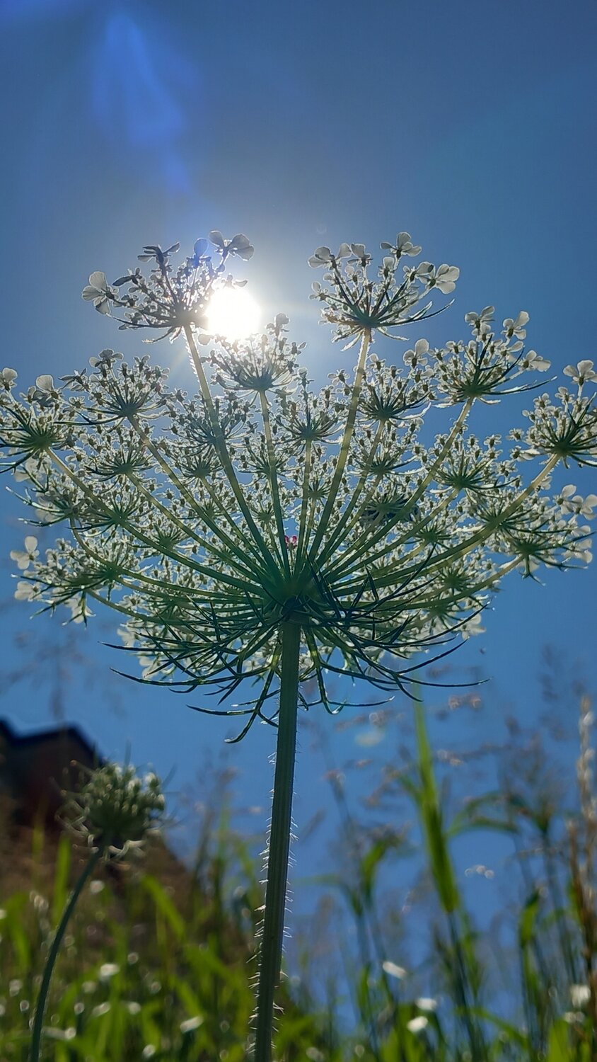 Eclipse of the Meadow