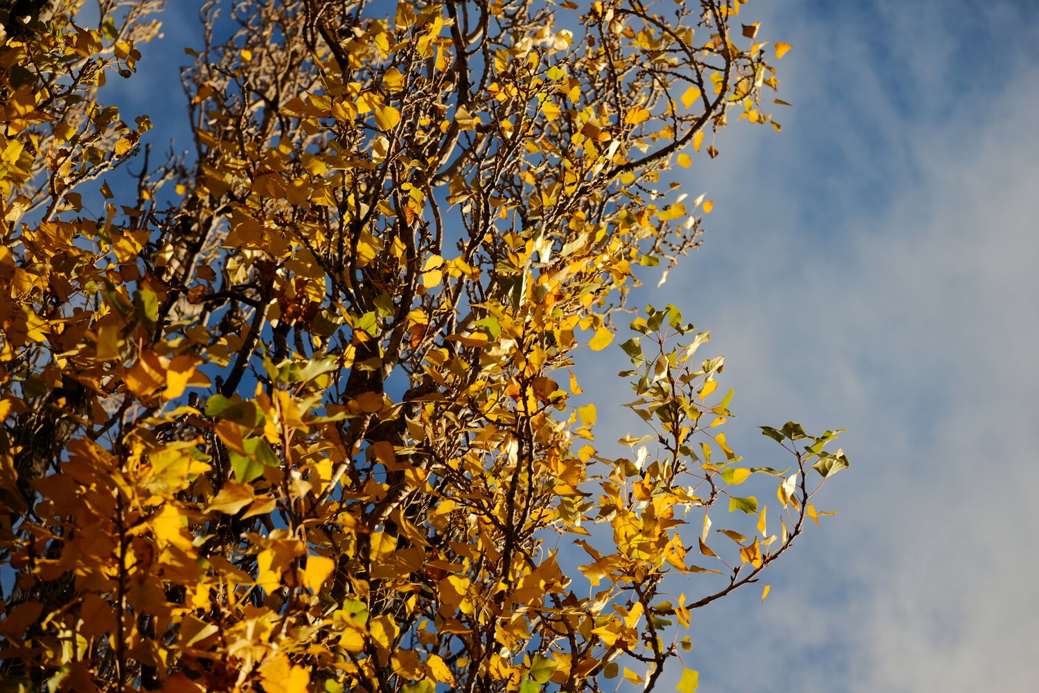 Photo #14116202