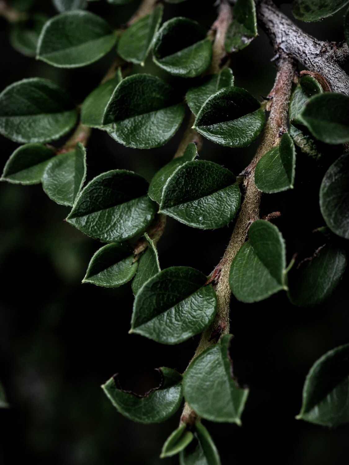 Photo #14116332