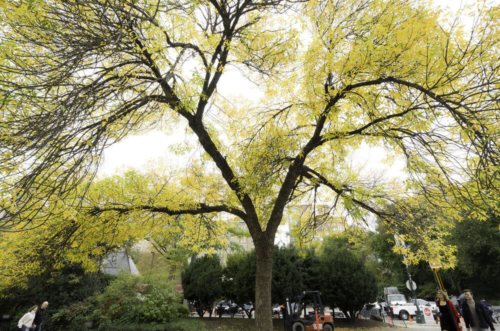 Autumn on Central Park
