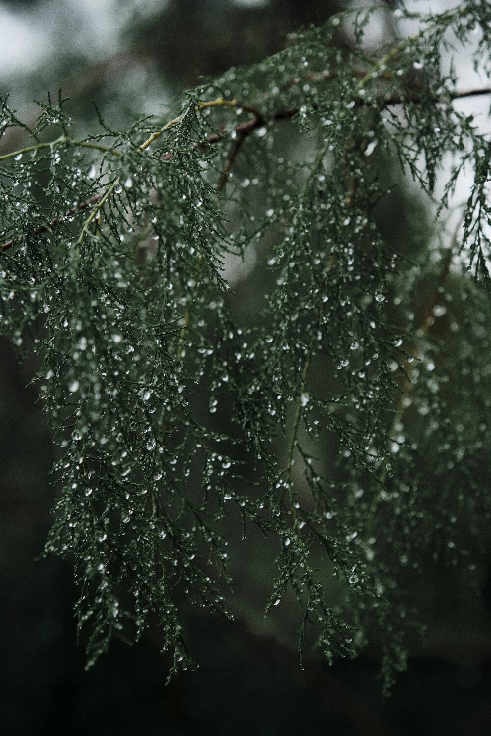 Photo #14116431
